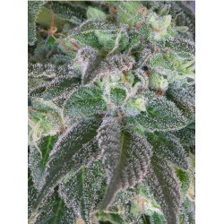 HASHBERRY · Mandala Seeds · semi di canapa - Reg