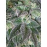 HASHBERRY · Mandala Seeds · semi di canapa - Reg