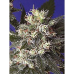 KALICHAKRA · cannabis samen...