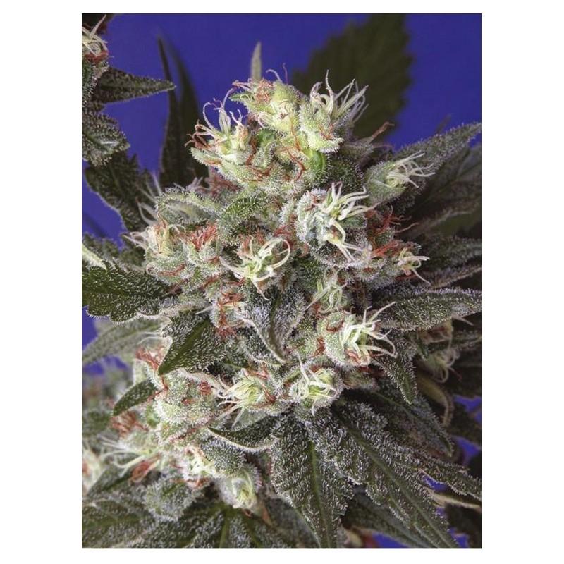 KALICHAKRA · cannabis samen · Reg