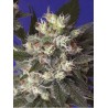 KALICHAKRA · sementes de maconha · Reg