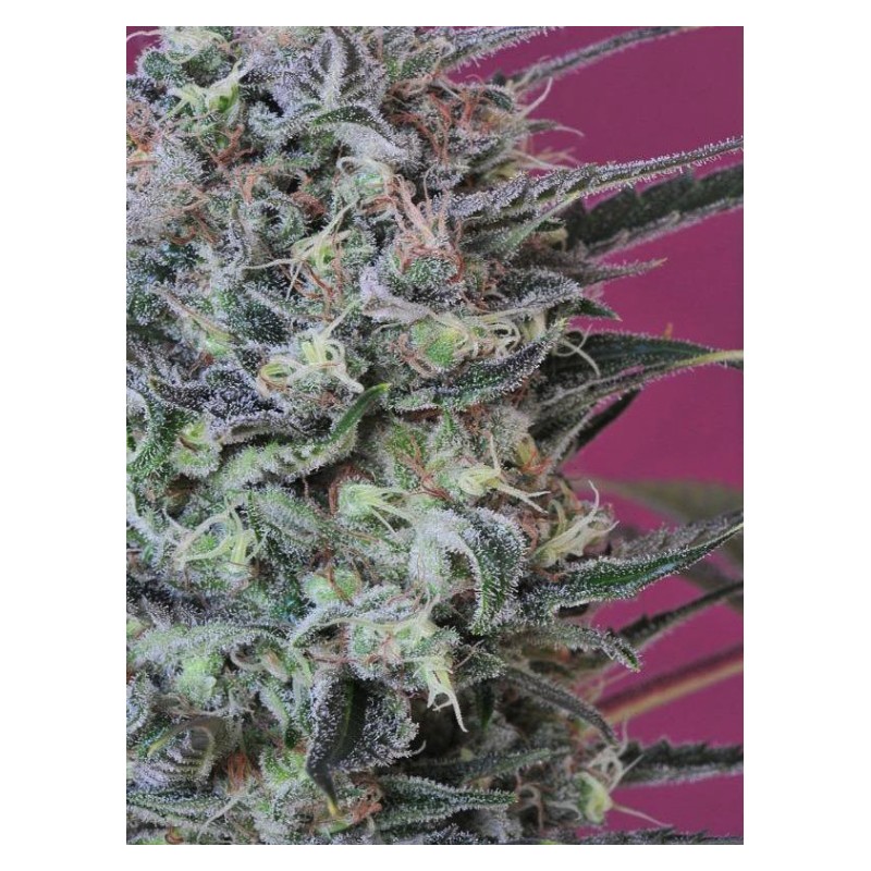 KRYSTALICA · Mandala Seeds · semi di canapa · Reg