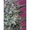 KRYSTALICA · Mandala Seeds · semi di canapa · Reg