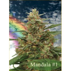 MANDALA I · semi di canapa...