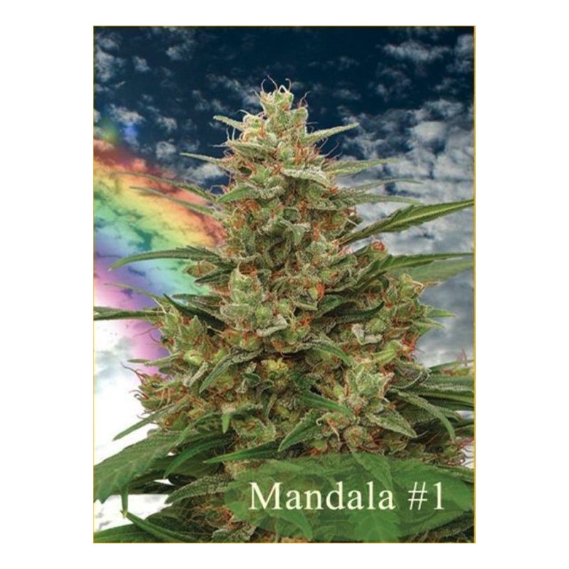 MANDALA I · semi di canapa · Reg