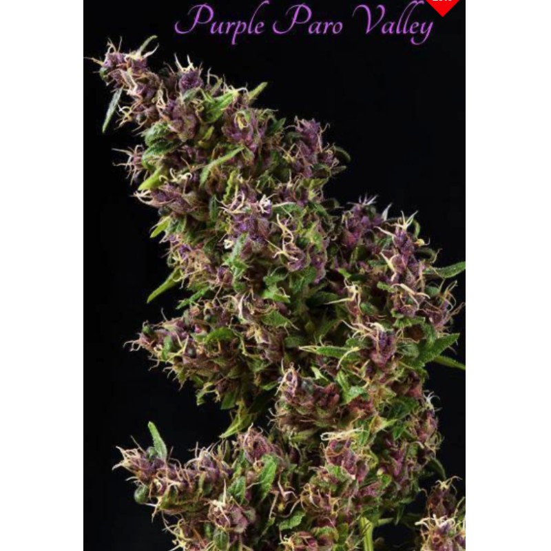 PURPLE PARO VALLEY · Mandala Seeds · semi di canapa · Fem