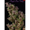 PURPLE PARO VALLEY · Mandala Seeds · semi di canapa · Fem