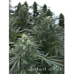 SAFARI MIX · cannabis samen...