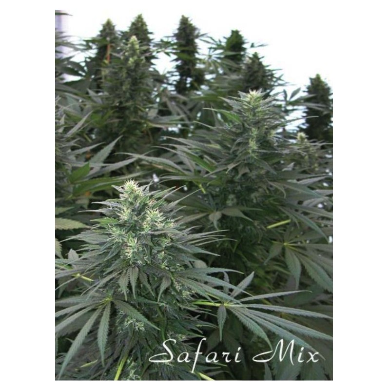 SAFARI MIX · semi di canapa · Reg