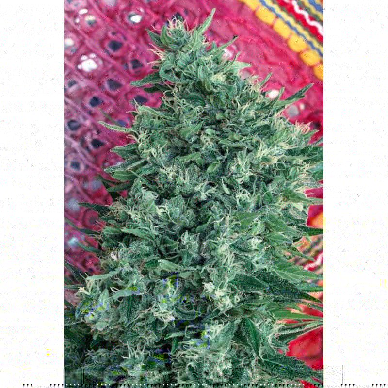 SATORI · Mandala Seeds · semi di canapa · Reg