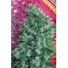 SATORI · Mandala Seeds · semi di canapa · Reg