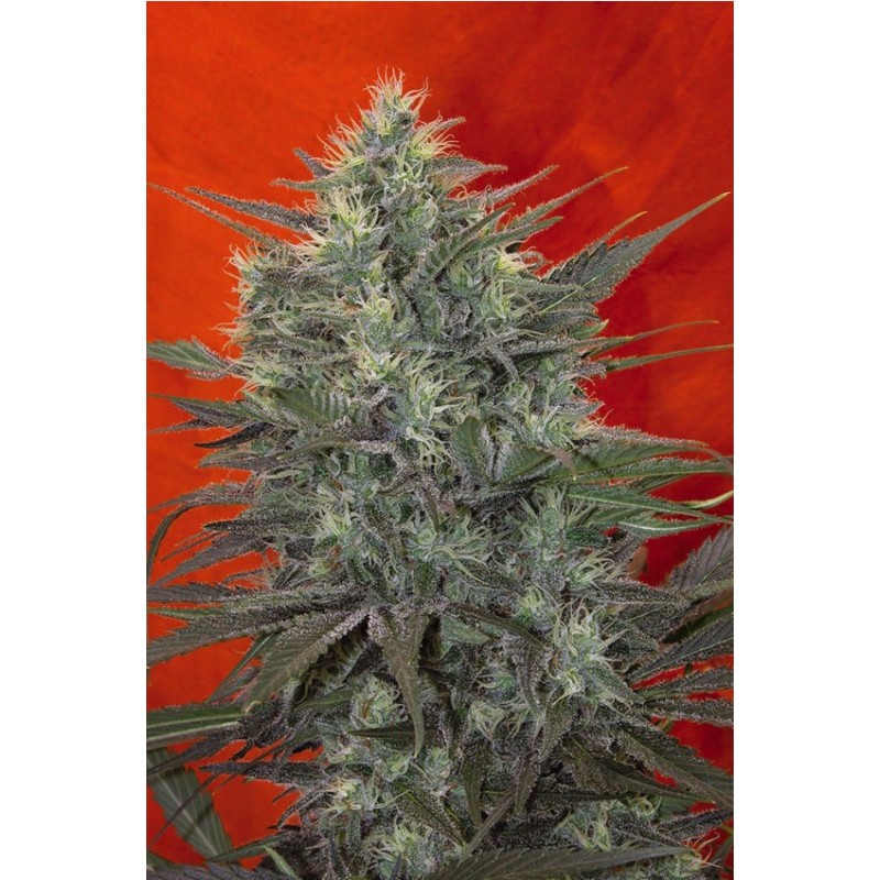 SATORI · Mandala Seeds · kenevir tohum · Disi · Fem