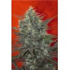 SATORI · Mandala Seeds · kenevir tohum · Disi · Fem