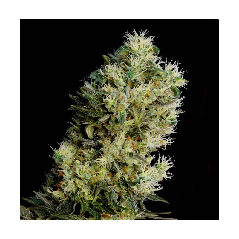 AMNESIA BILBO AUTO · Genehtik · cannabis seeds · Auto Fem