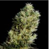 AMNESIA BILBO AUTO · Genehtik · semi di canapa indiana · Auto Fem