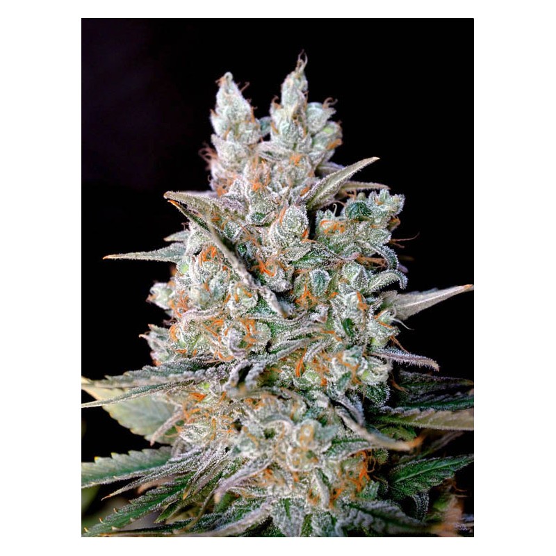AUTO KRITIKAL BILBO · Genehtik · cannabis seeds · Auto Fem