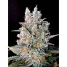 AUTO KRITIKAL BILBO · Genehtik · cannabis seeds · Auto Fem