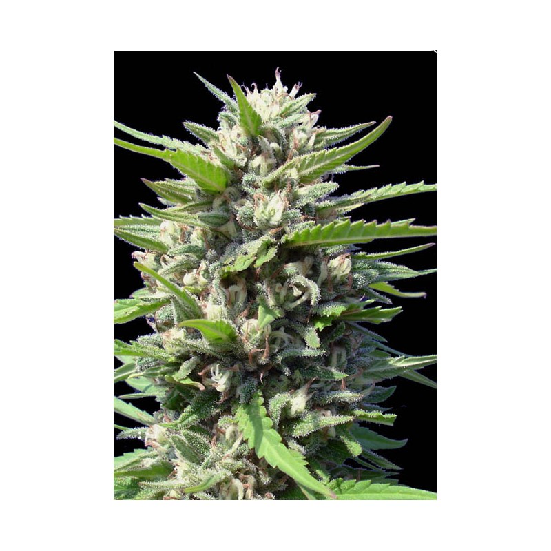 AUTO NORTHERN LIGHTS · Genehtik · semi di canapa indiana · Auto Fem