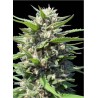AUTO NORTHERN LIGHTS · Genehtik · cannabis seeds · Auto Fem