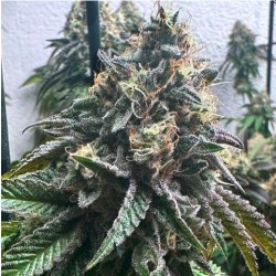 AUTO STRAWBILBO BANANA·...