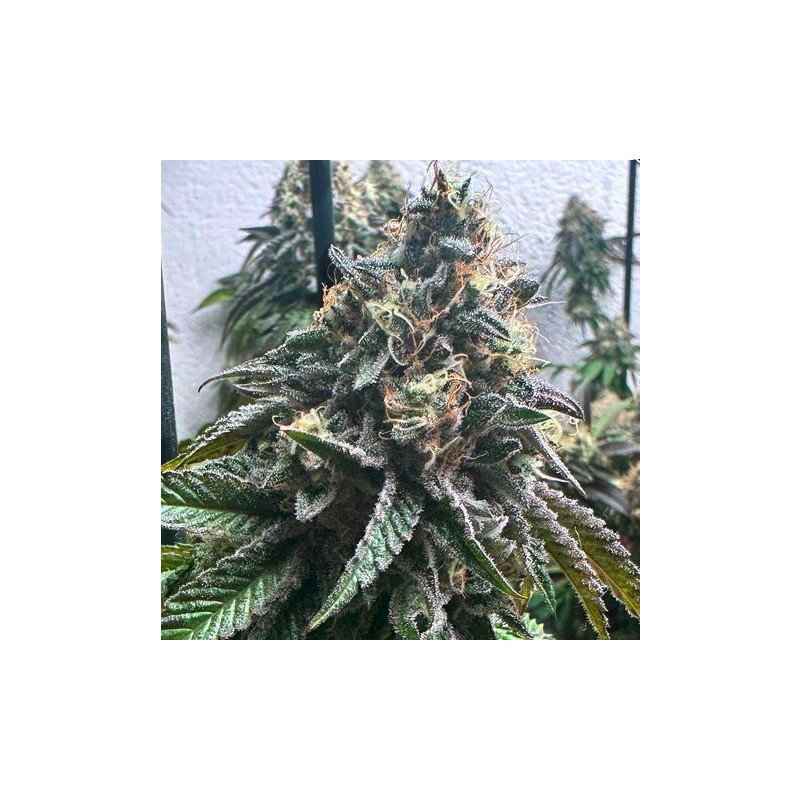 AUTO STRAWBILBO BANANA· Genehtik · semi di canapa indiana · Auto Fem