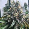 AUTO STRAWBILBO BANANA· Genehtik · semi di canapa indiana · Auto Fem