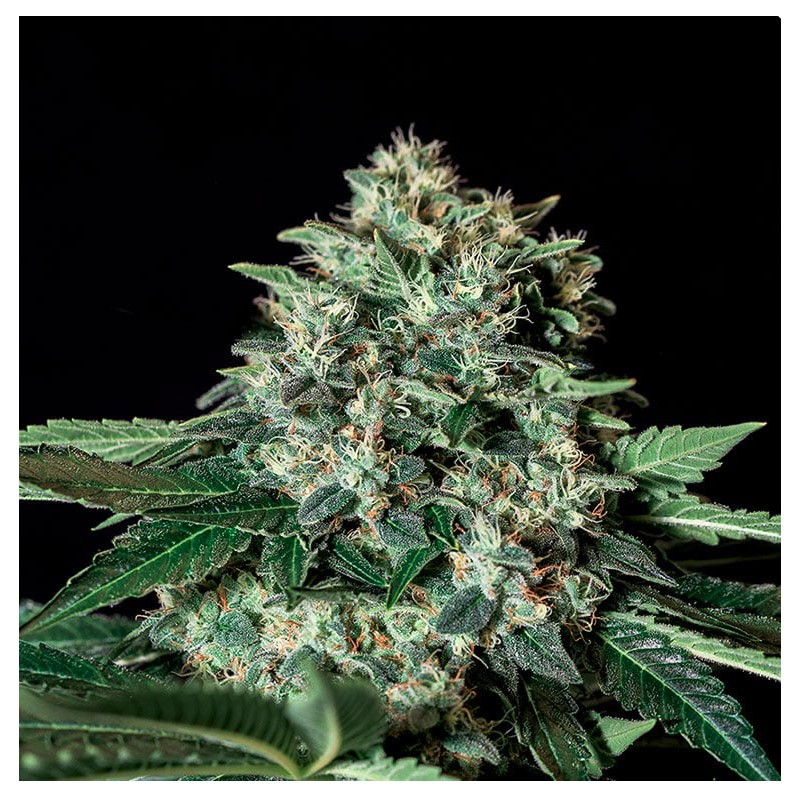 GORILA BILBO · Genehtik · sementes de maconha · Fem