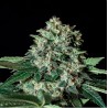 GORILA BILBO · Genehtik · cannabis seeds · Fem
