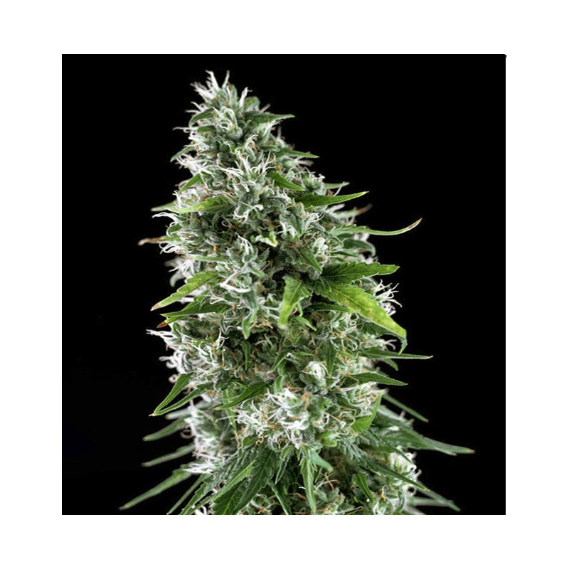 KRITIKAL BILBO x AK-47 · Genehtik · cannabis samen · Fem