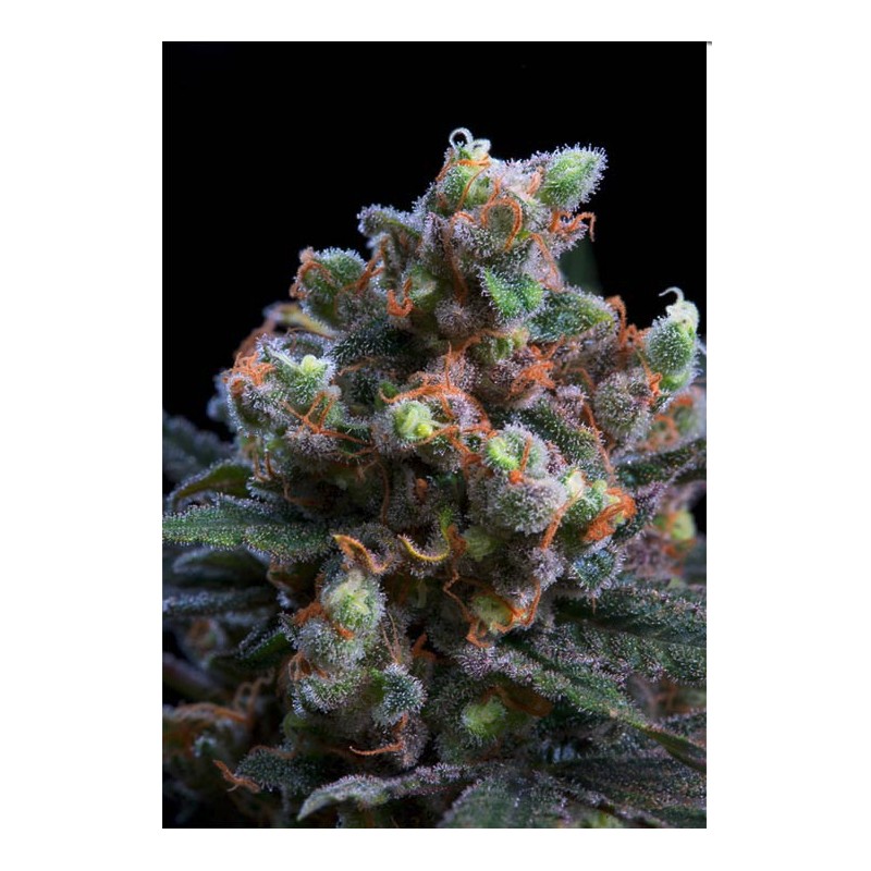 KRITIKAL BILBO · Genehtik · kaufen cannabis samen · Fem