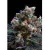KRITIKAL BILBO · Genehtik · cannabis seeds · Fem