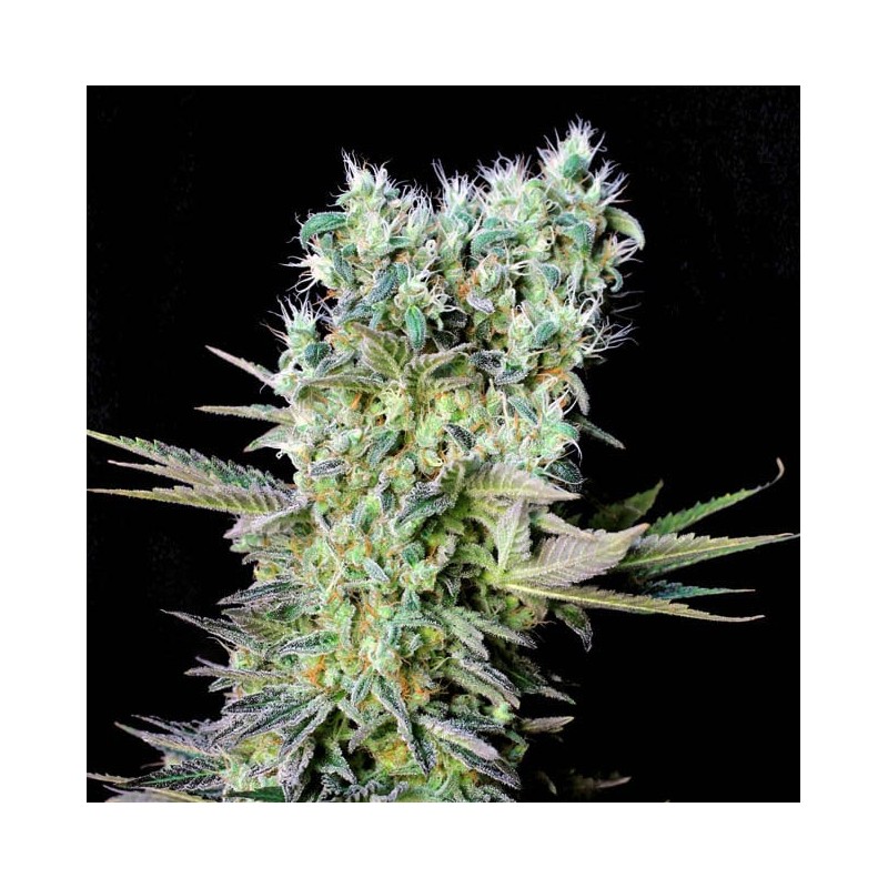 NORTHERN LIGHTS X · Genehtik · Genehtik · semi di canapa indiana · Fem
