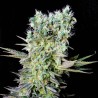 NORTHERN LIGHTS X · Genehtik · Genehtik · semi di canapa indiana · Fem