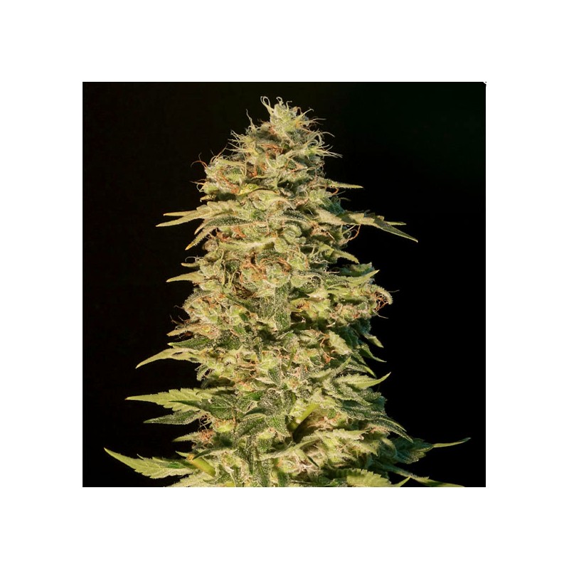 OG LEMON BILBO · Genehtik · cannabis seeds · Fem