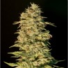 OG LEMON BILBO · Genehtik · semi di canapa · Fem