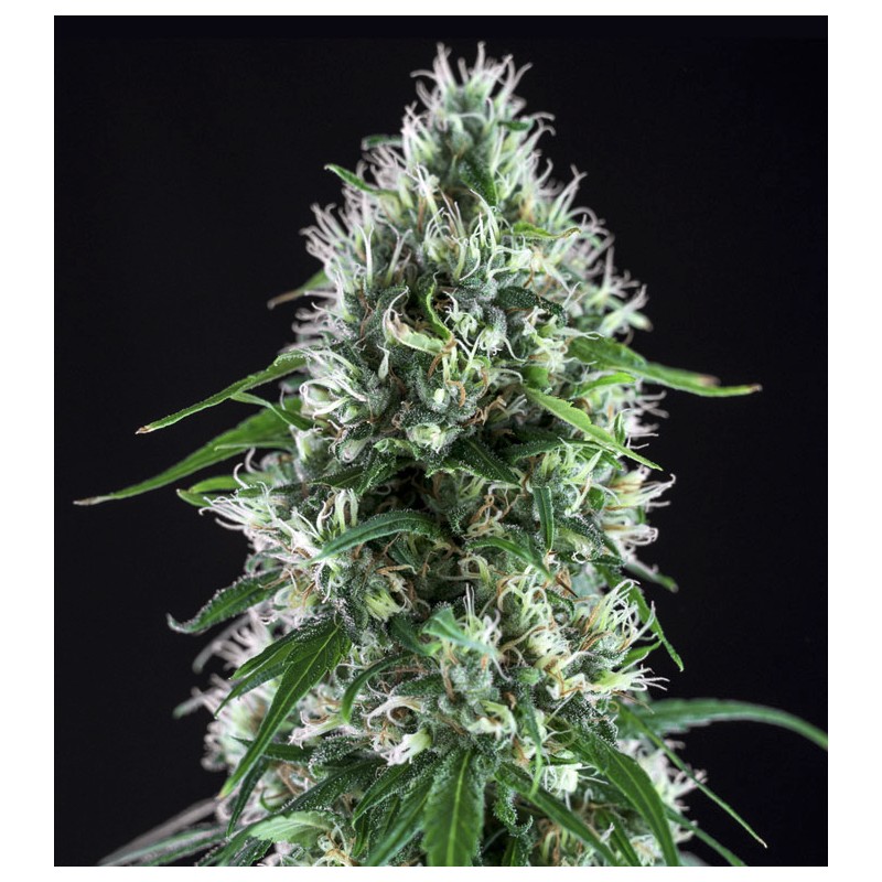 SUPER SILVER BILBO · Genehtik · semi di canapa indiana · Fem