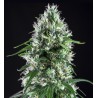 SUPER SILVER BILBO · Genehtik · cannabis seeds · Fem