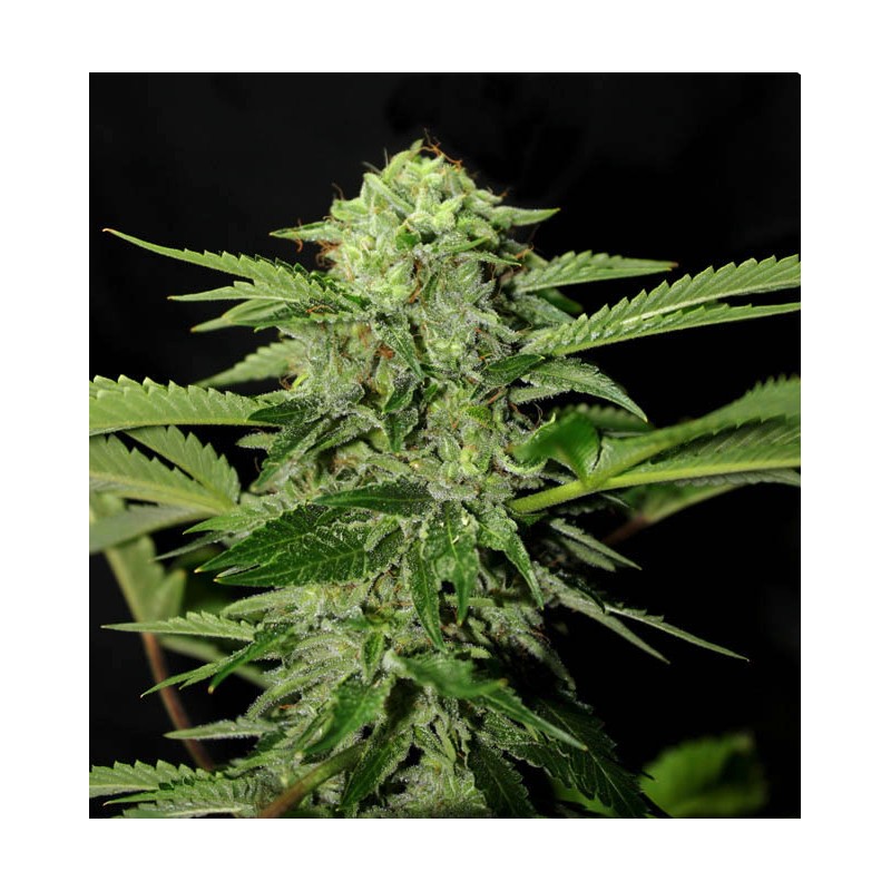 TXEES BILBO · Genehtik · kaufen cannabis samen · Fem