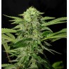 TXEES BILBO · Genehtik · sementes de maconha · Fem