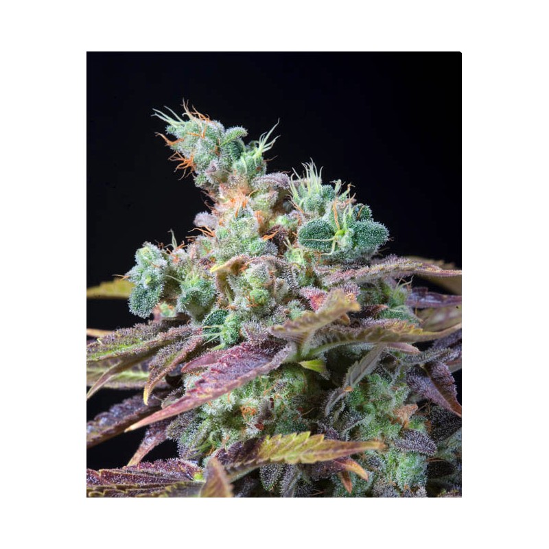TXOMANGO · Genehtik · sementes de maconha · Fem