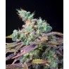 TXOMANGO · Genehtik · sementes de maconha · Fem