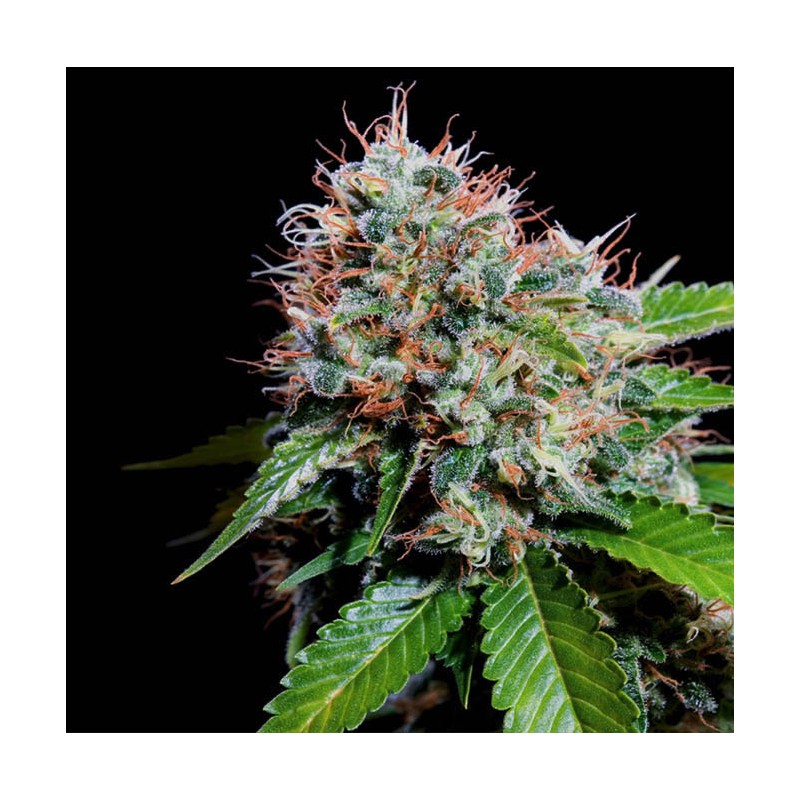 ZURI WIDOW · Genehtik · cannabis seeds · Fem