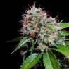 ZURI WIDOW · Genehtik · semi di canapa indiana · Fem