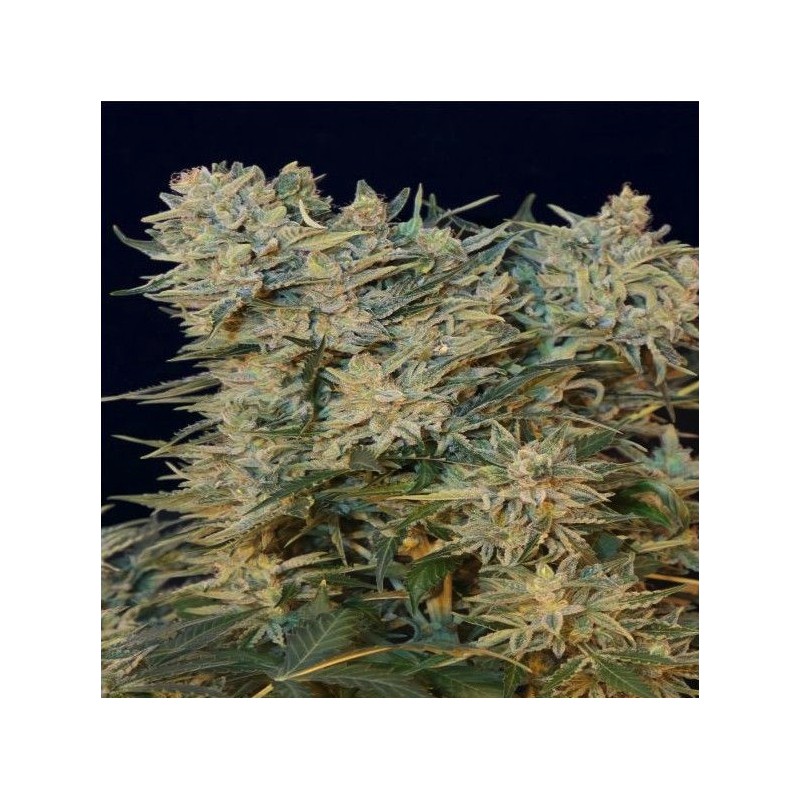 SUGAR GOM · Grass O Matic Seeds · semi di canapa · Auto Fem
