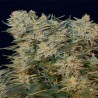 SUGAR GOM · Grass O Matic Seeds · cannabis seeds · Auto Fem