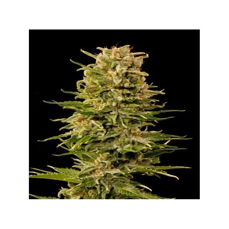 AUTO AK-47 · Grass O Matic Seeds · semi di canapa indiana · Auto Fem