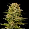 AUTO AK-47 · Grass O Matic Seeds · semi di canapa indiana · Auto Fem