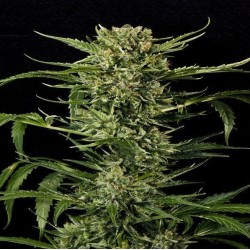AUTO MASS · Grass O Matic Seeds · cannabis seeds · Auto Fem