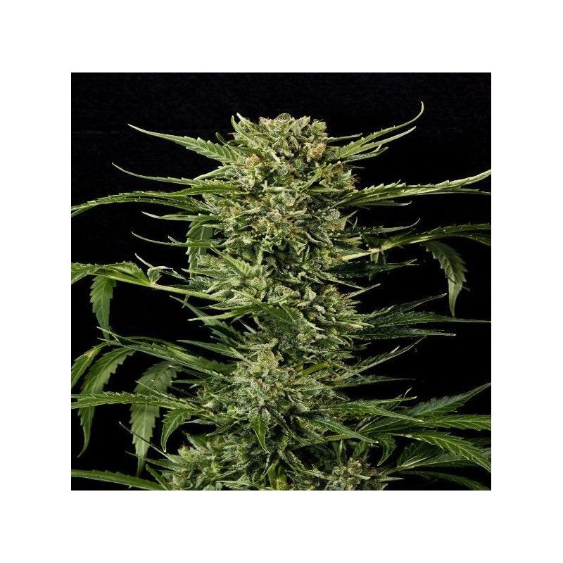 AUTO MASS · Grass O Matic Seeds · semi di canapa indiana · Auto Fem