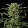 AUTO MASS · Grass O Matic Seeds · cannabis seeds · Auto Fem